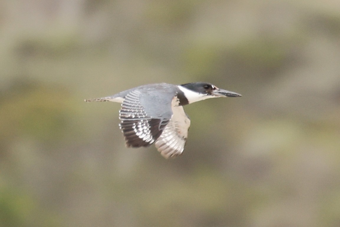 Martin-pêcheur d'Amérique - ML635253986