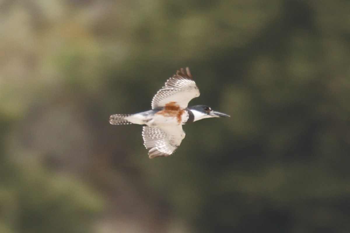 Martin-pêcheur d'Amérique - ML635253998