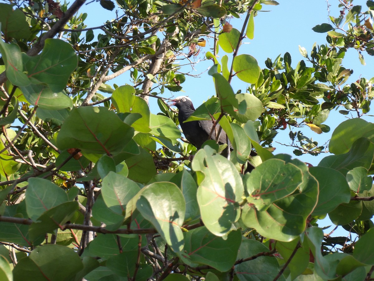 White-crowned Pigeon - ML635254028