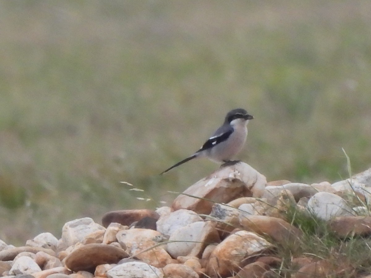 Iberian Gray Shrike - ML635254083