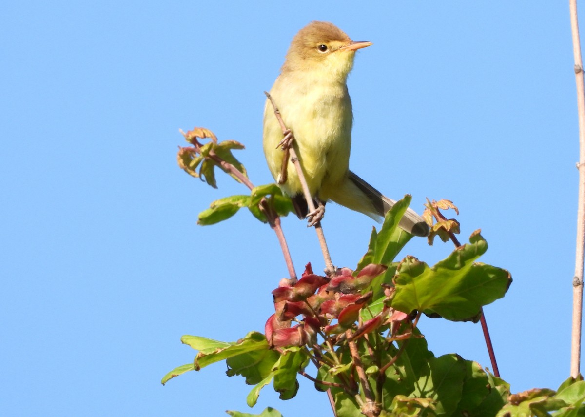 Melodious Warbler - ML635254153
