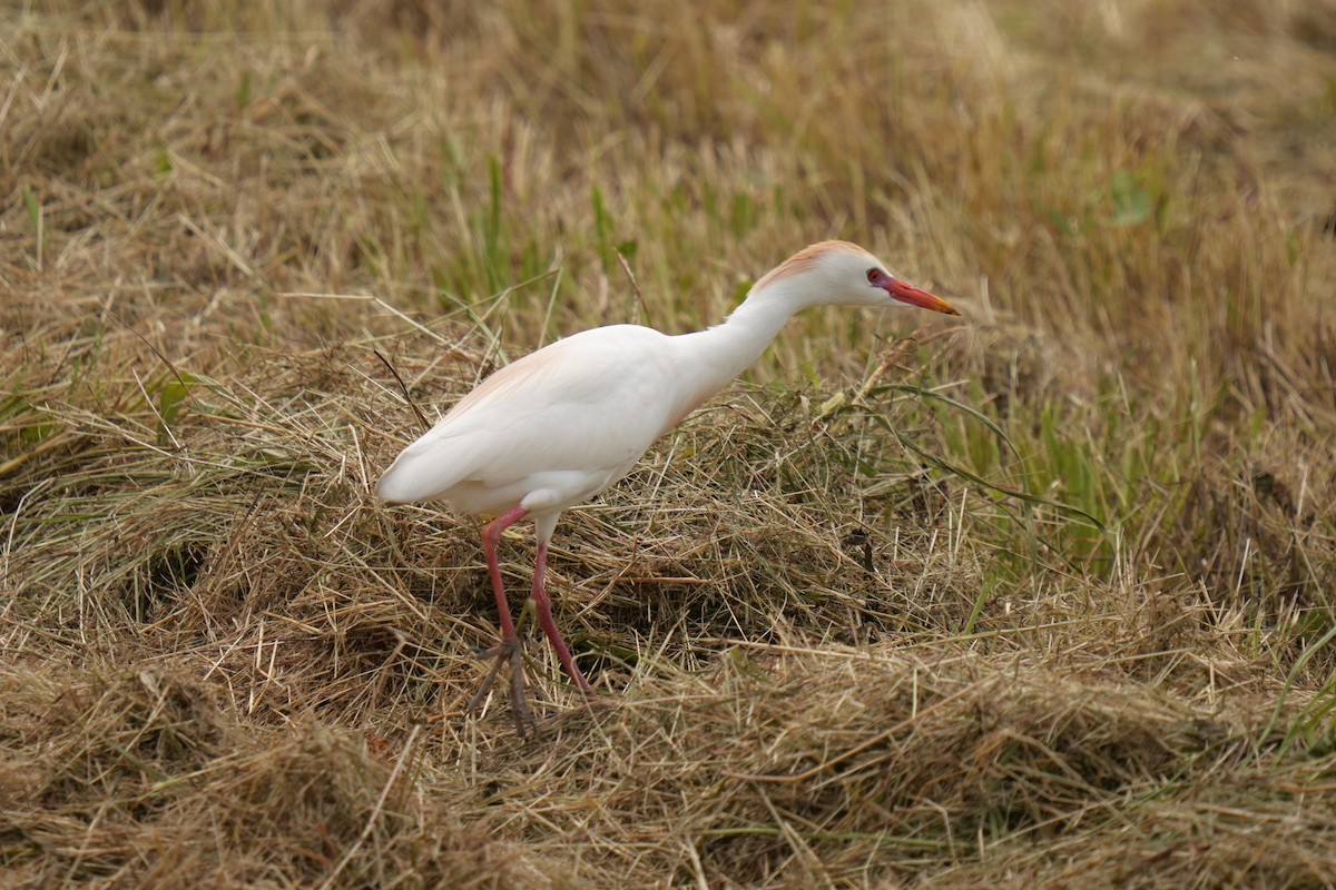 Western Cattle-Egret - ML635254192