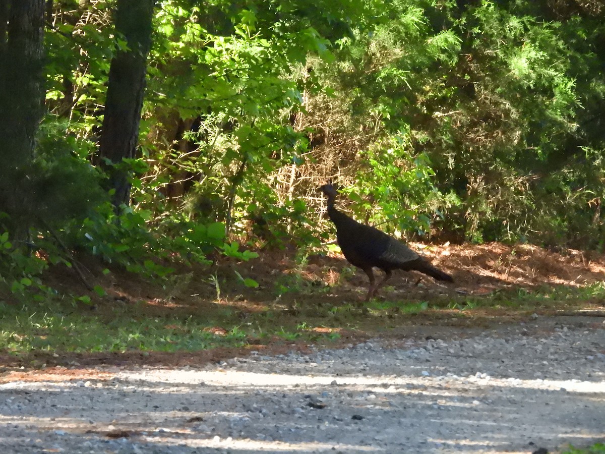 Wild Turkey - ML635254197