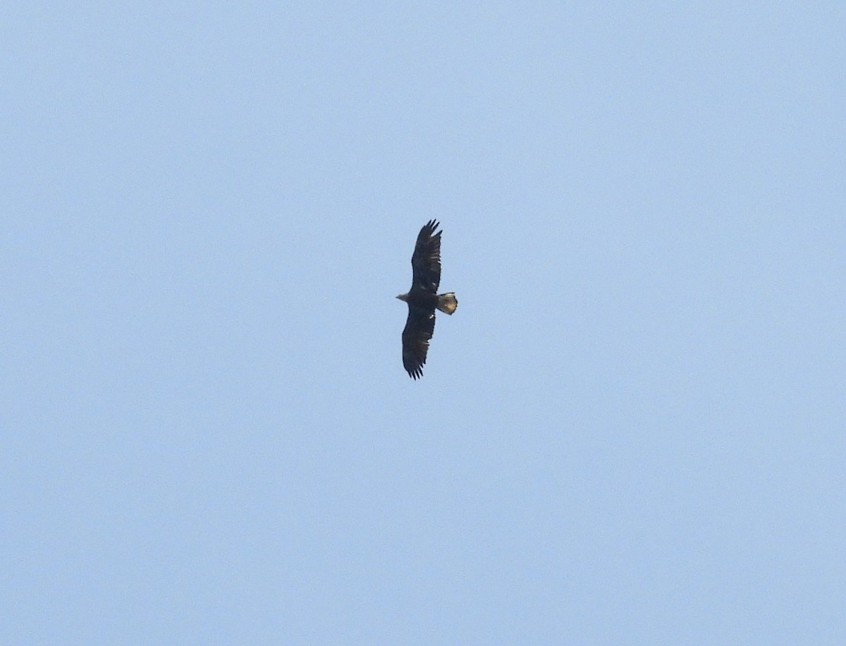 Bald Eagle - ML635254214