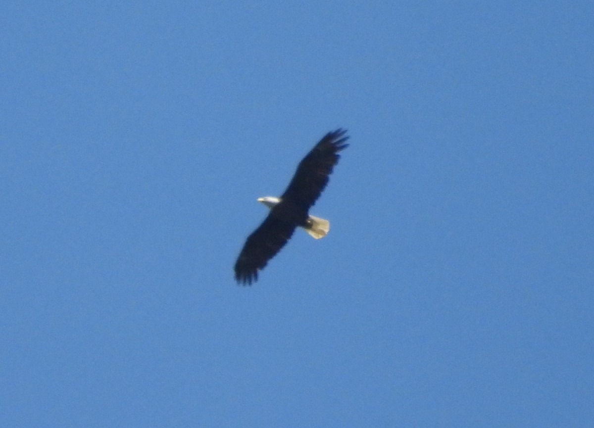 Bald Eagle - ML635254220