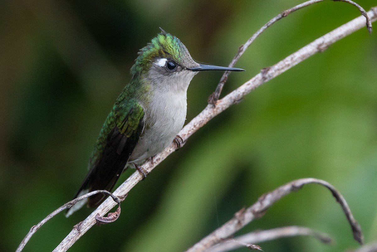 Purple-crowned Plovercrest - ML635254221