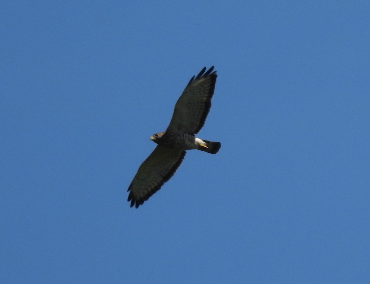 Broad-winged Hawk - ML635254225