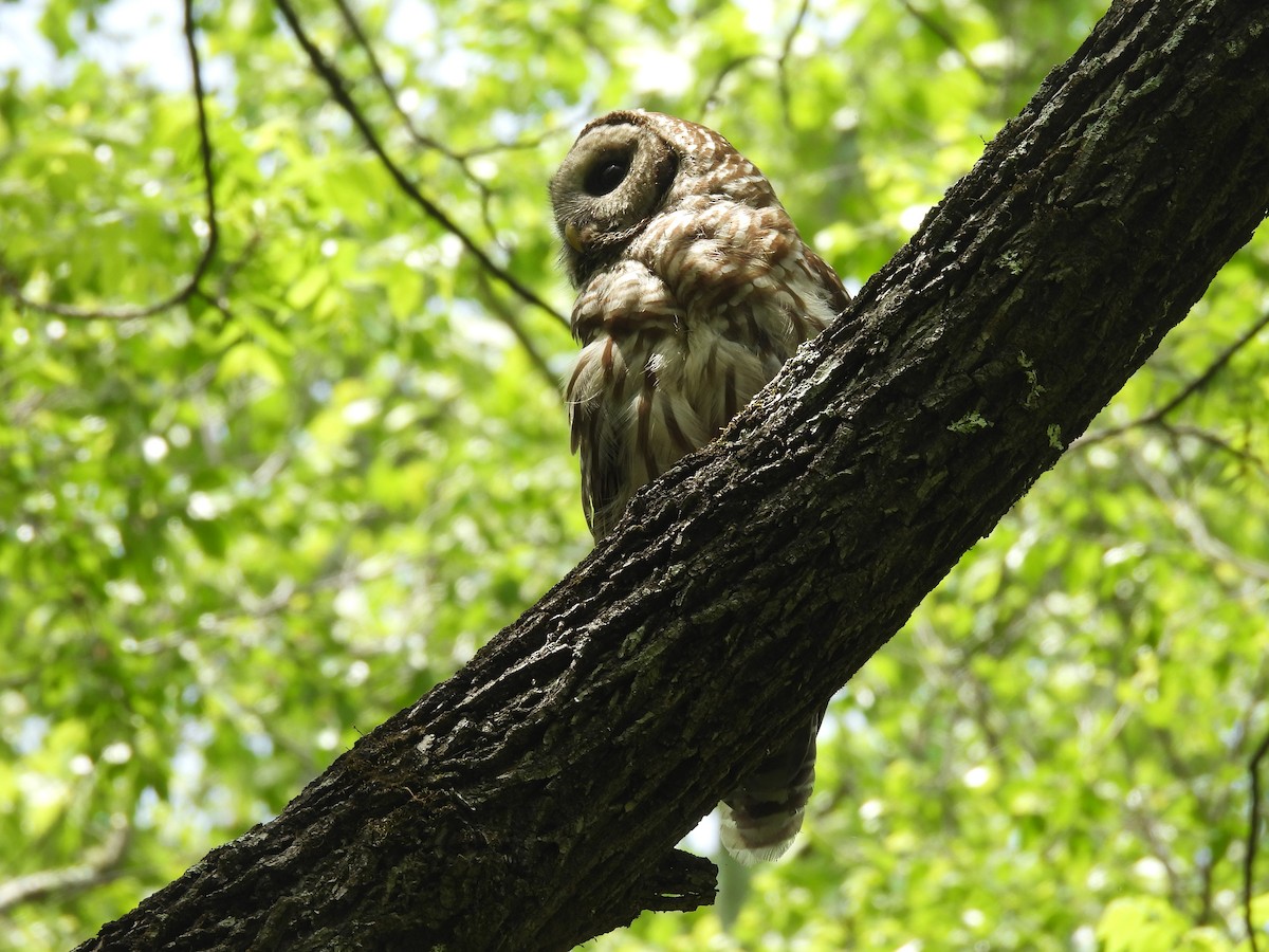 Barred Owl - ML635254231