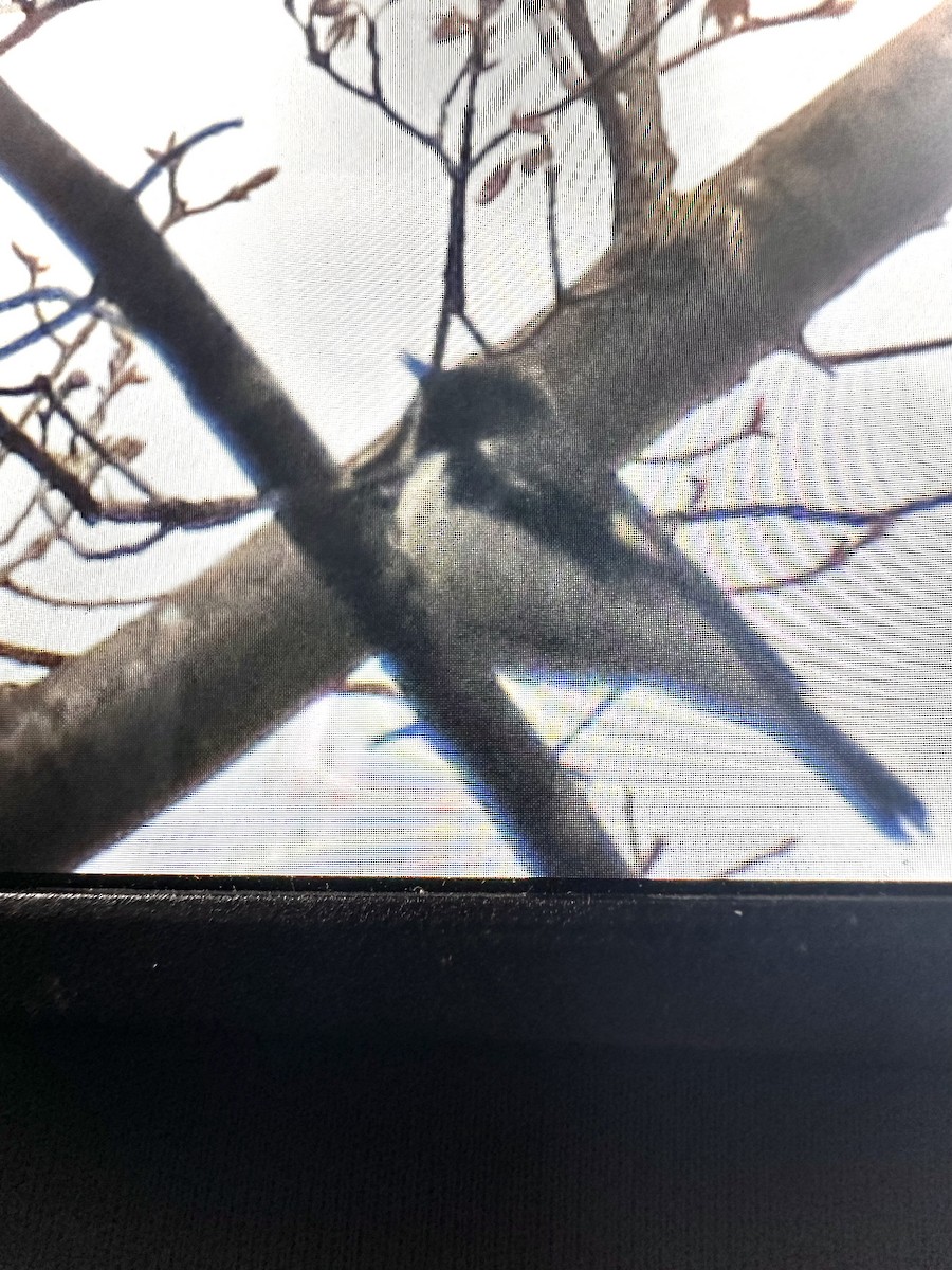 Black-throated Blue Warbler - ML635254239