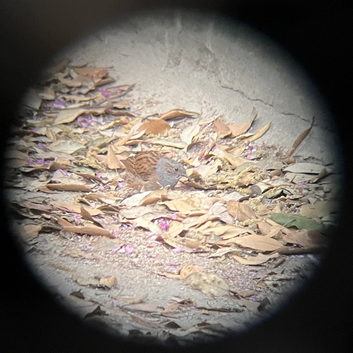 Dunnock - ML635254279