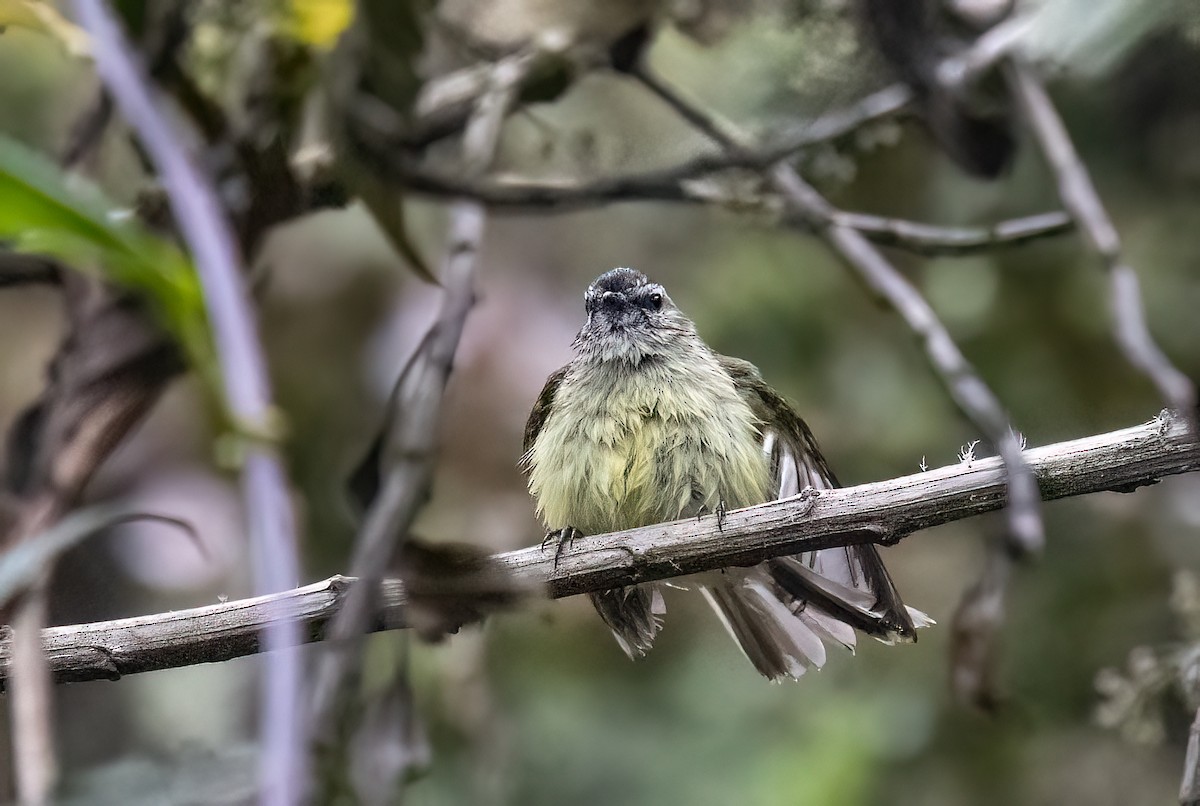 Black-capped Tyrannulet - ML635254280
