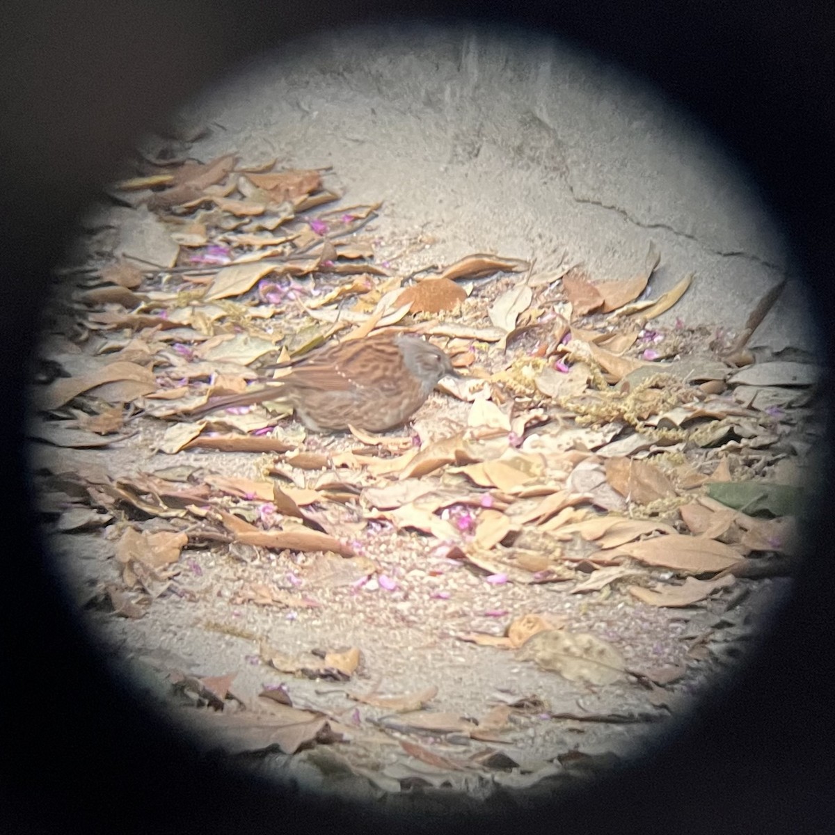 Dunnock - ML635254281