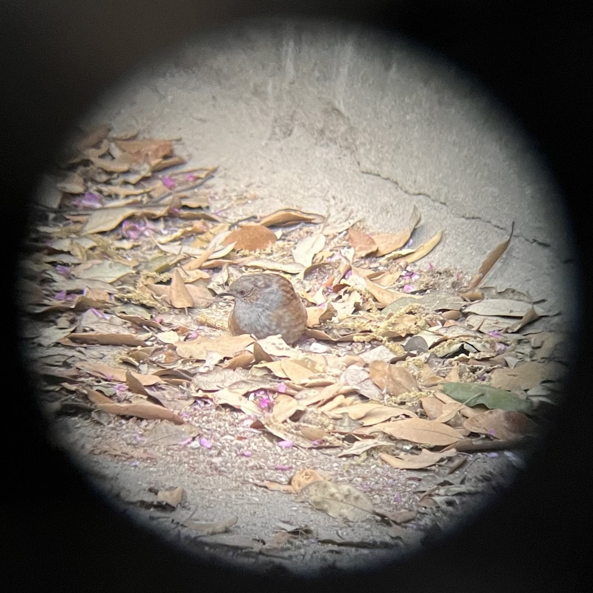 Dunnock - ML635254282