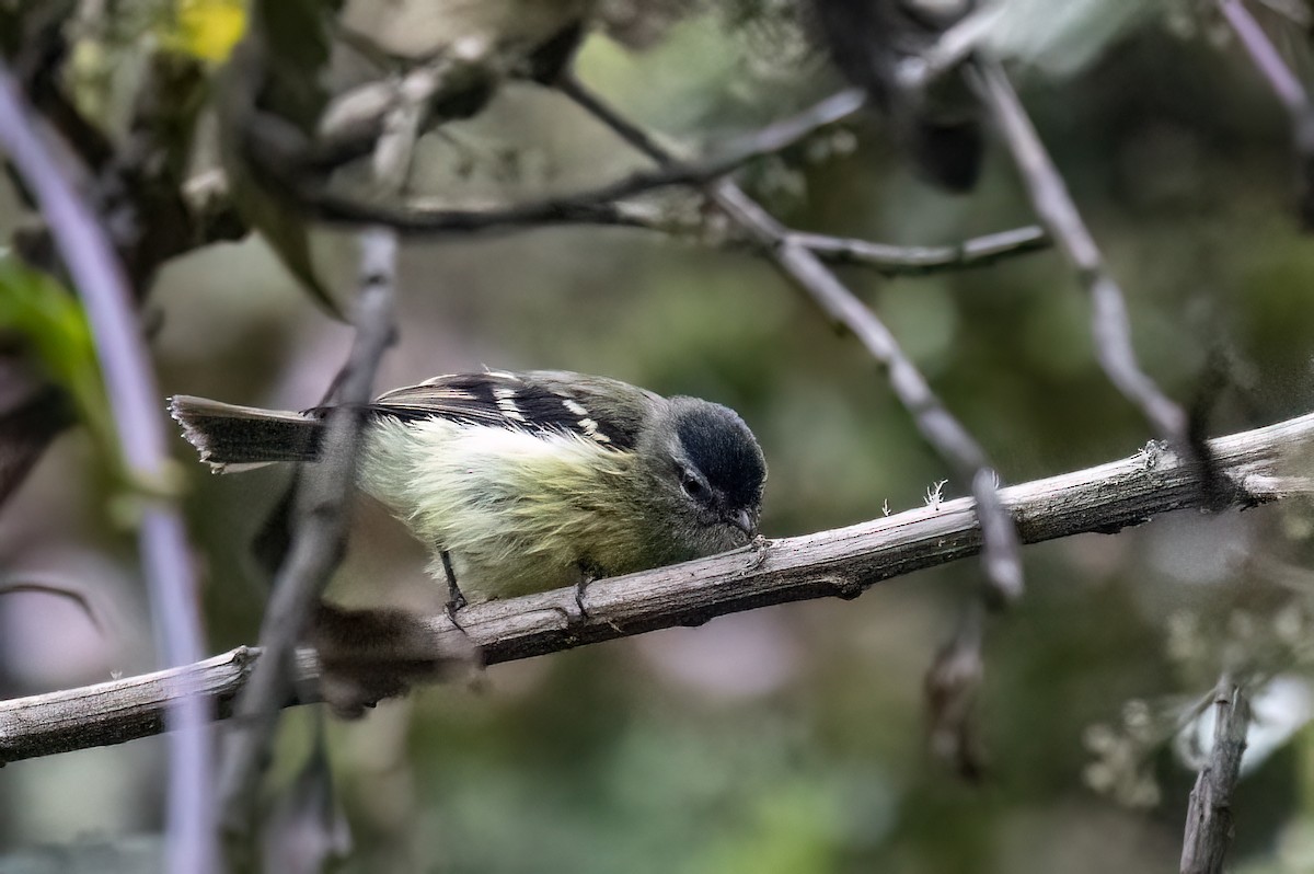 Black-capped Tyrannulet - ML635254291
