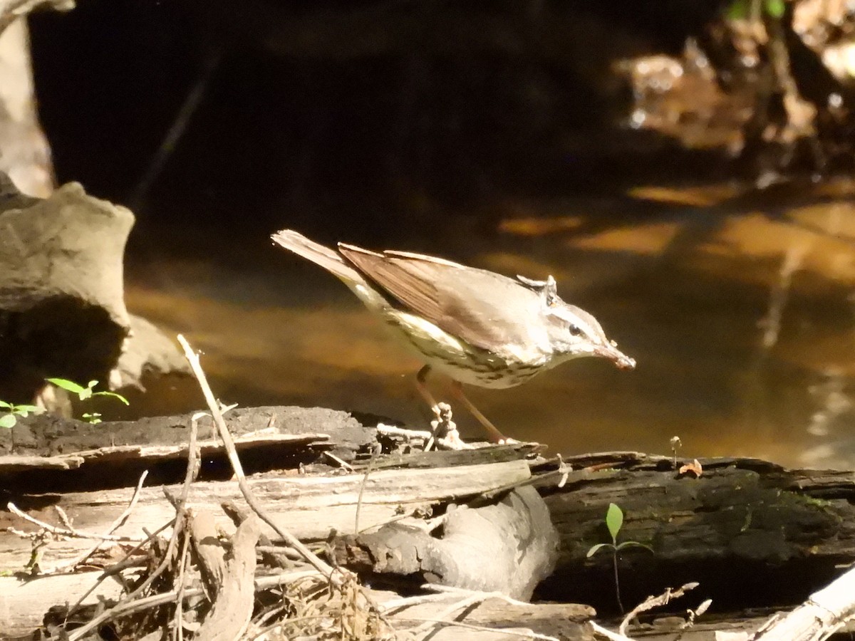 Louisiana Waterthrush - ML635254302