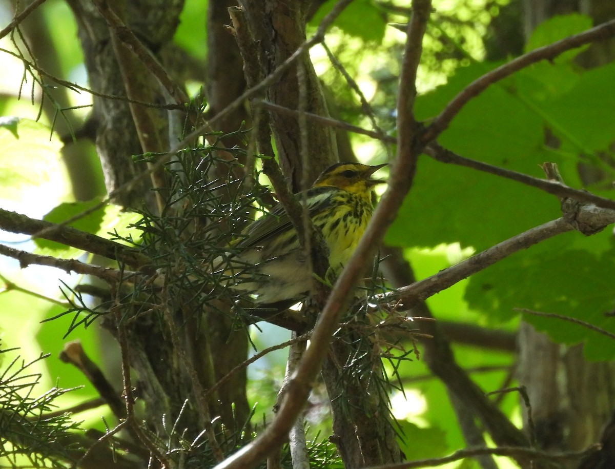 Cape May Warbler - ML635254316