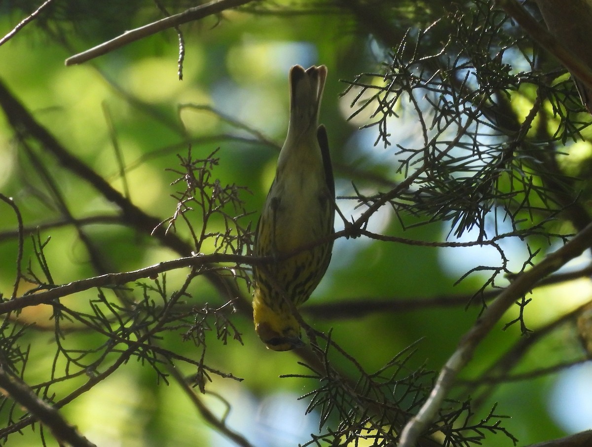 Cape May Warbler - ML635254318