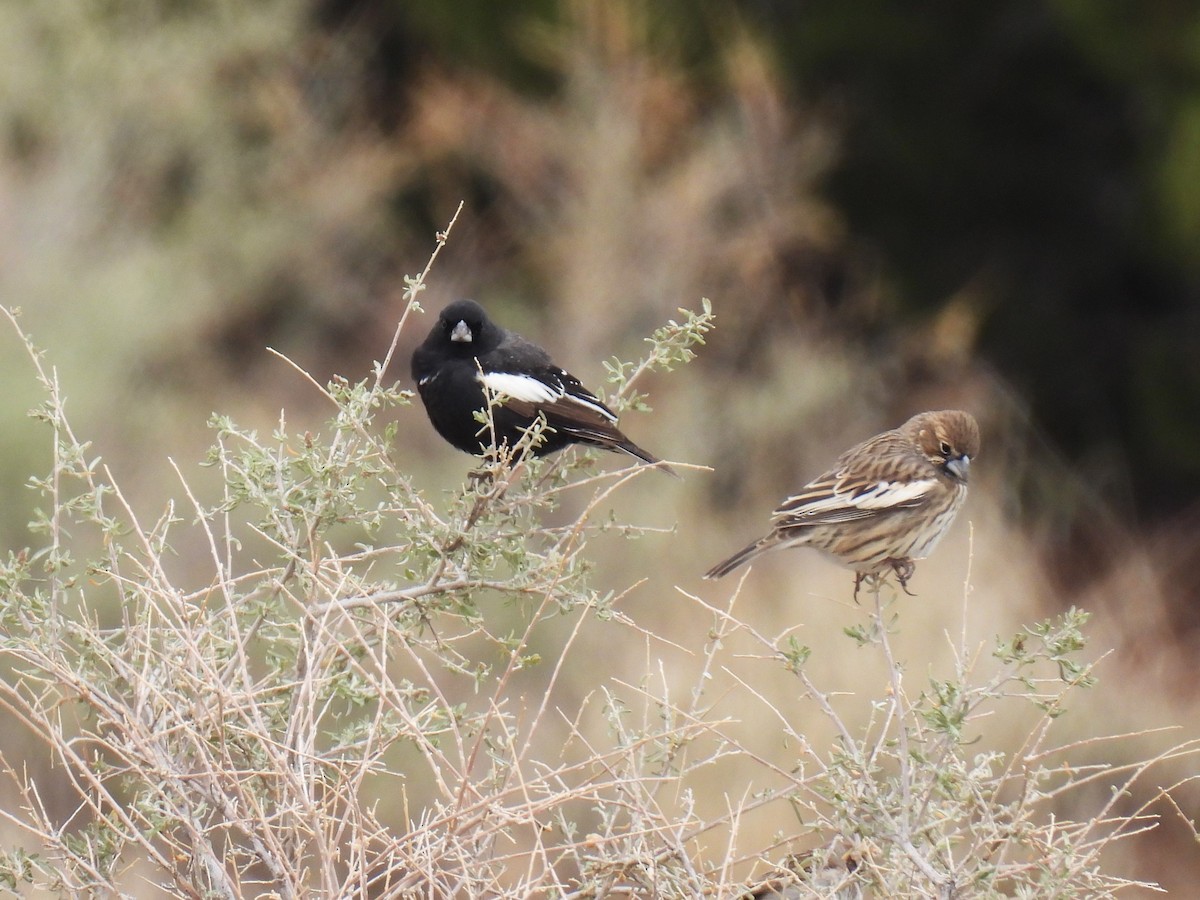 Lark Bunting - ML635254463