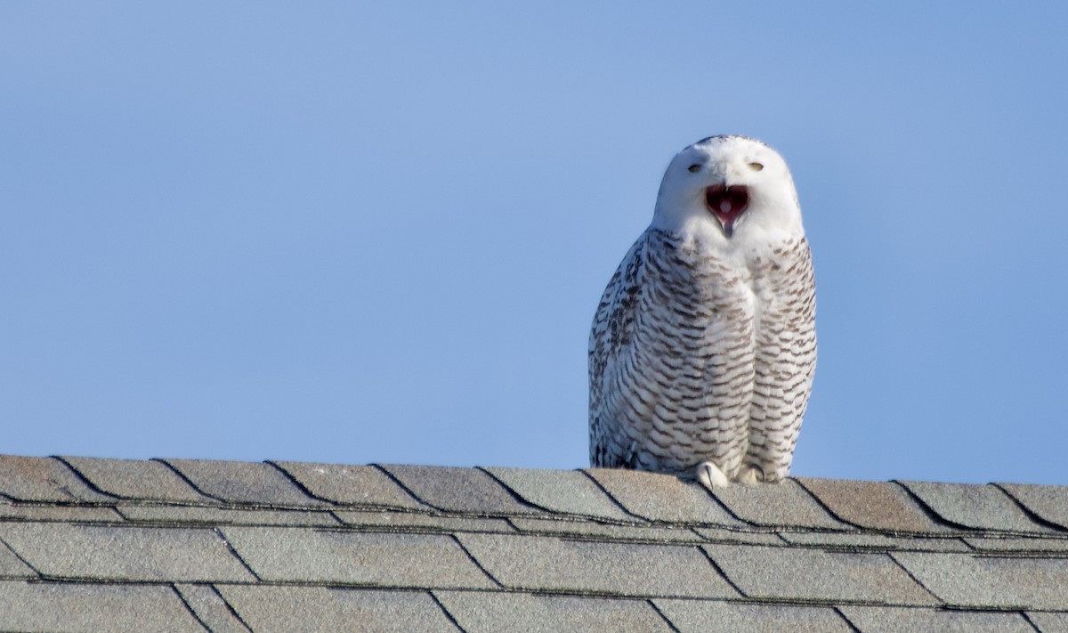 Snowy Owl - ML635254562