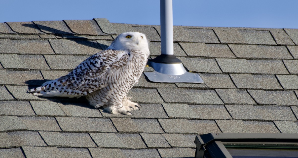 Snowy Owl - ML635254565