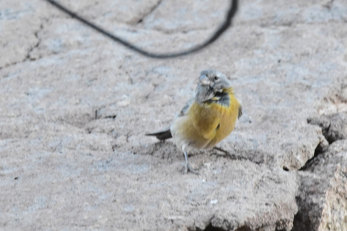 Gray-hooded Sierra Finch - ML635254575