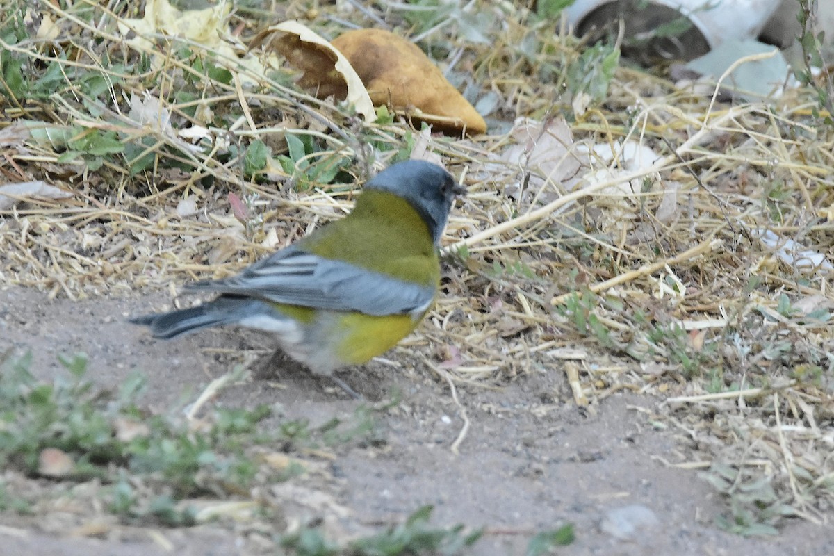 Gray-hooded Sierra Finch - ML635254576