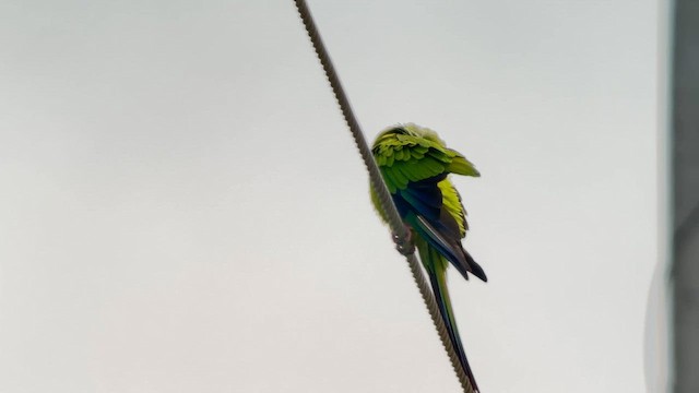 Nanday Parakeet - ML635254700