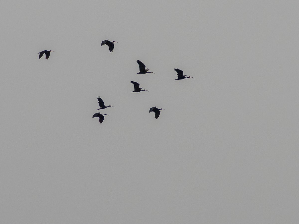 Bare-faced Ibis - ML635254772