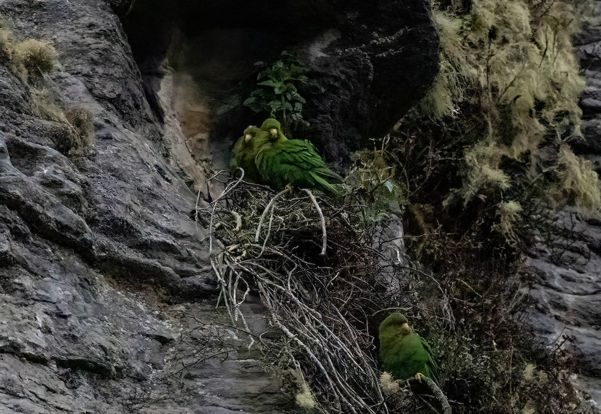 Rufous-fronted Parakeet - ML635254776