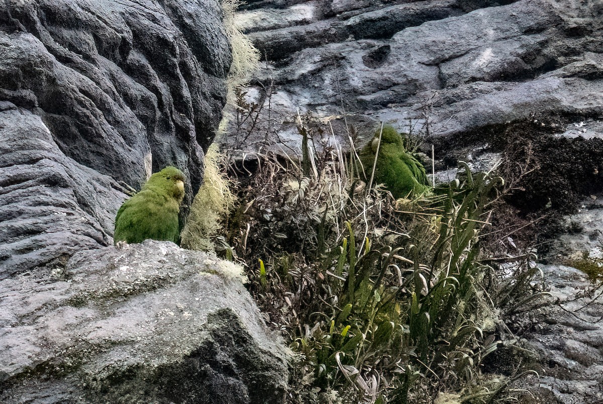 Rufous-fronted Parakeet - ML635254795
