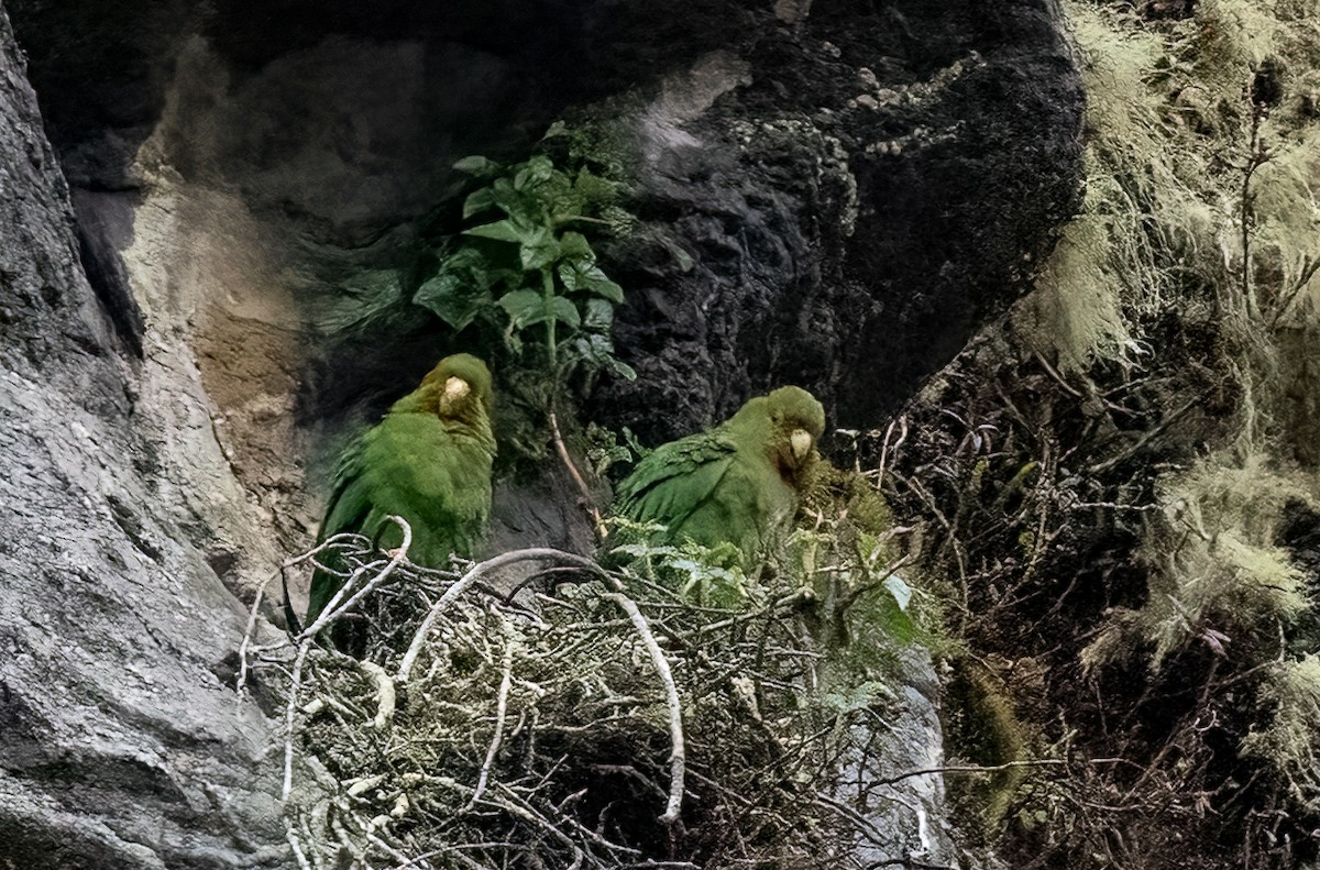 Rufous-fronted Parakeet - ML635254802