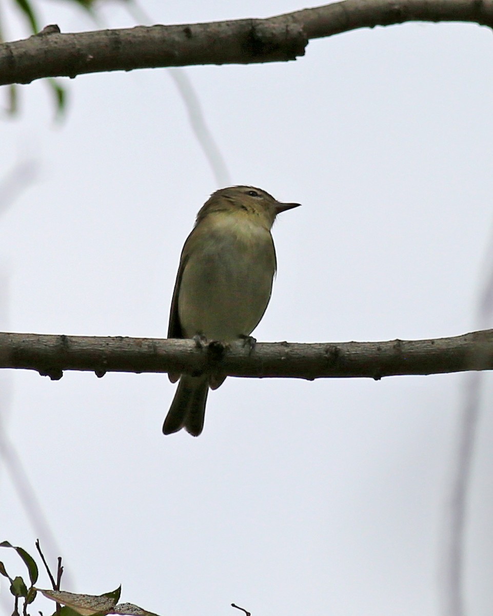 vireo sp. - ML635254908