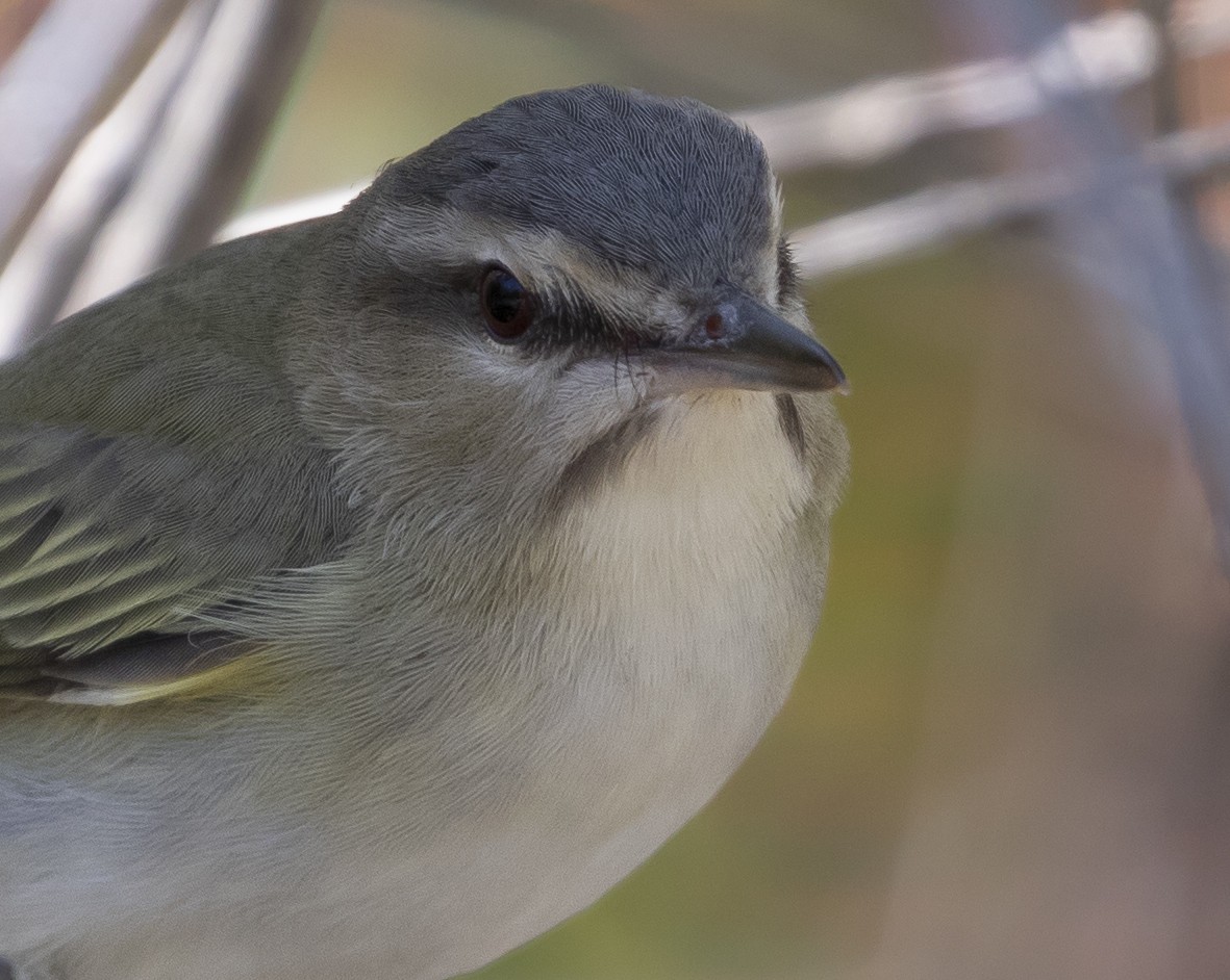Black-whiskered Vireo - ML635254935