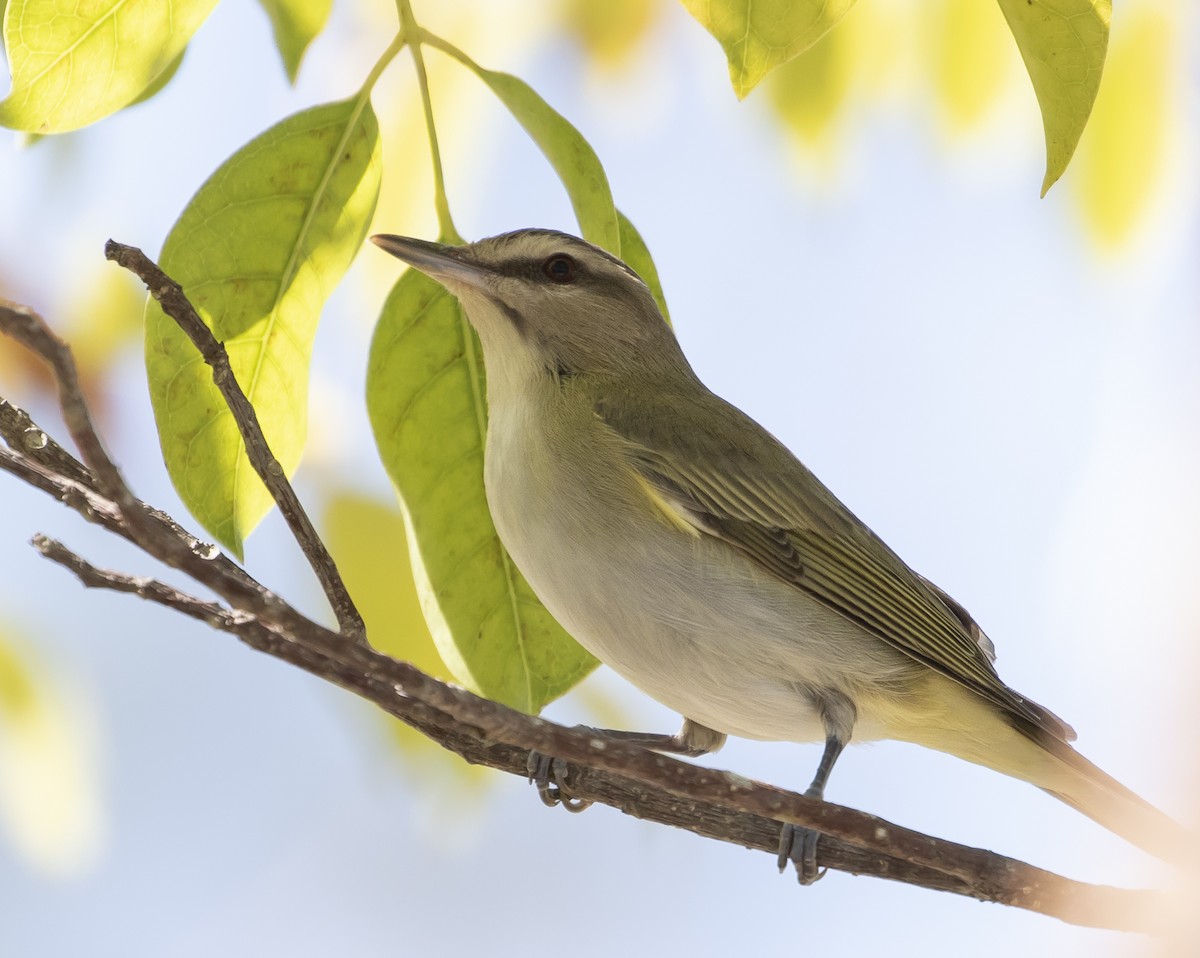 Black-whiskered Vireo - ML635254936