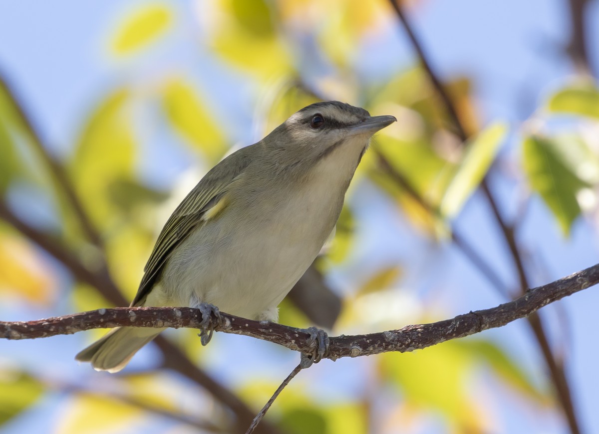 Black-whiskered Vireo - ML635254938