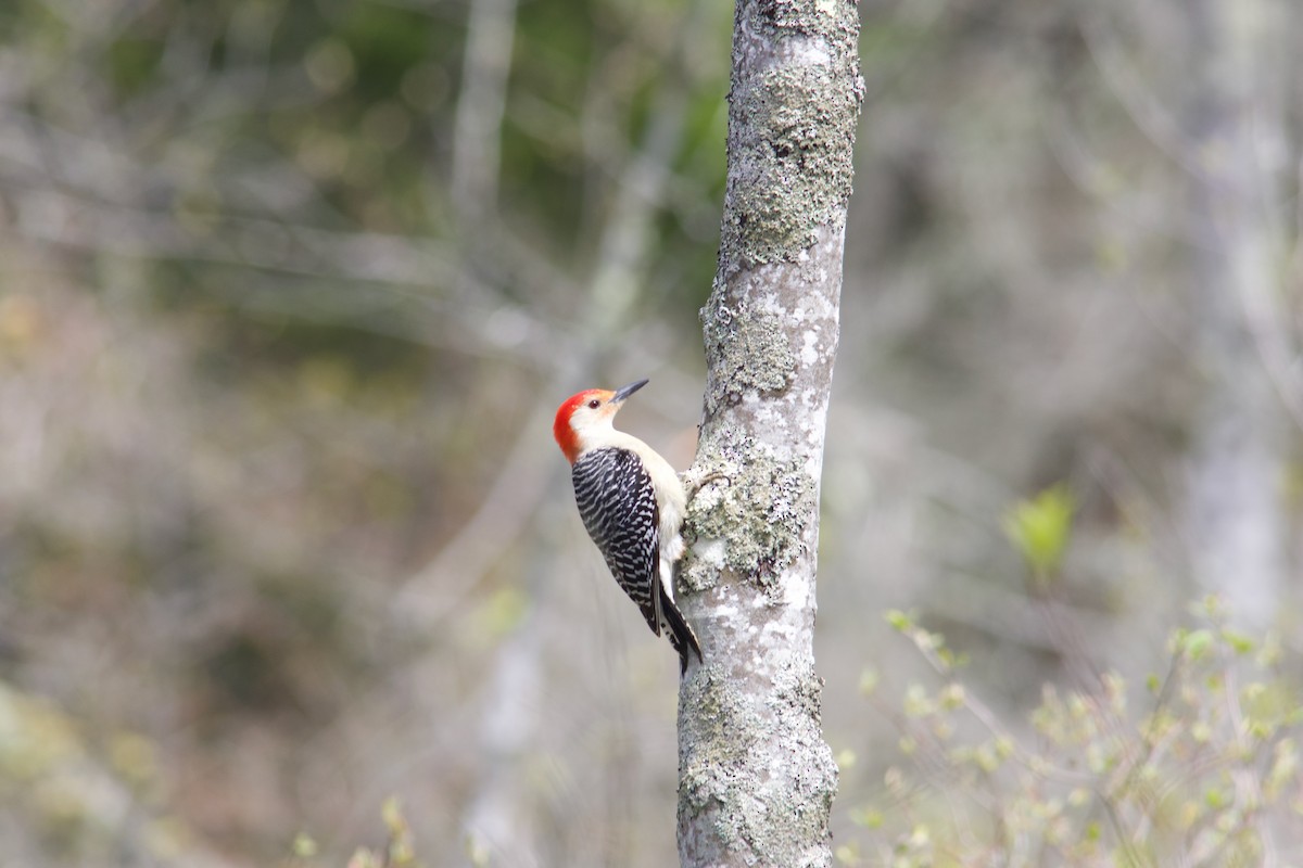 Red-bellied Woodpecker - ML635254963