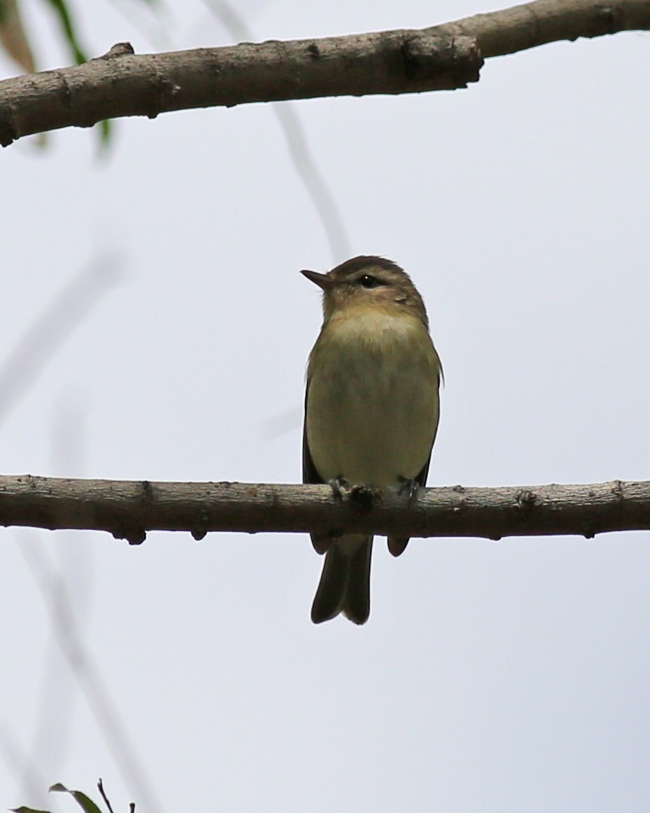 vireo sp. - ML635254969