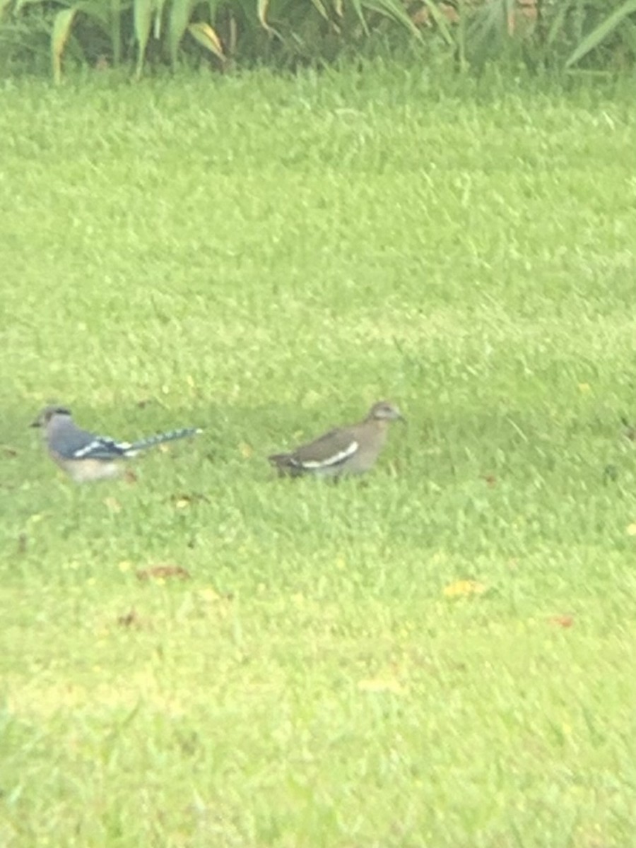 White-winged Dove - ML635254971