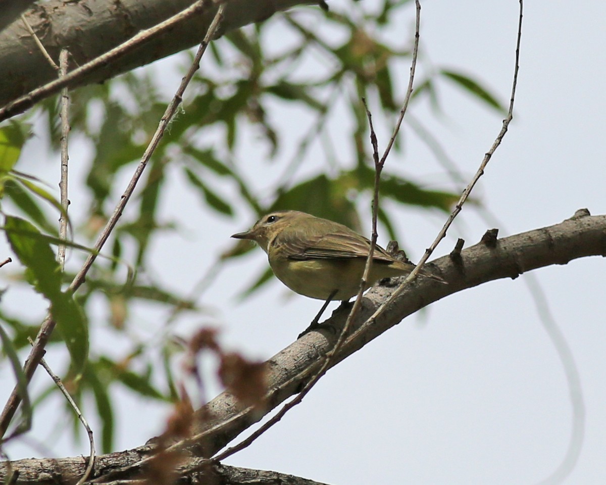 vireo sp. - ML635254972