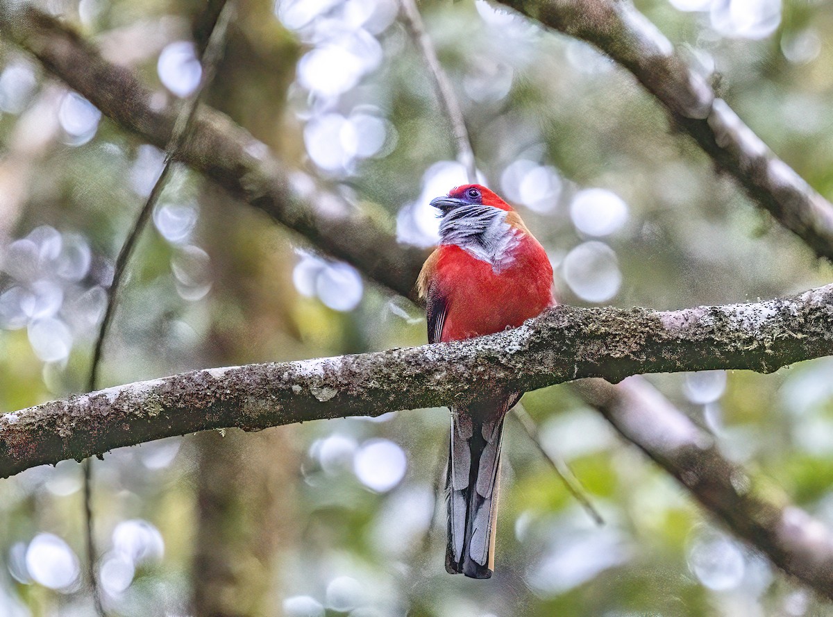 rødhettetrogon - ML635255004