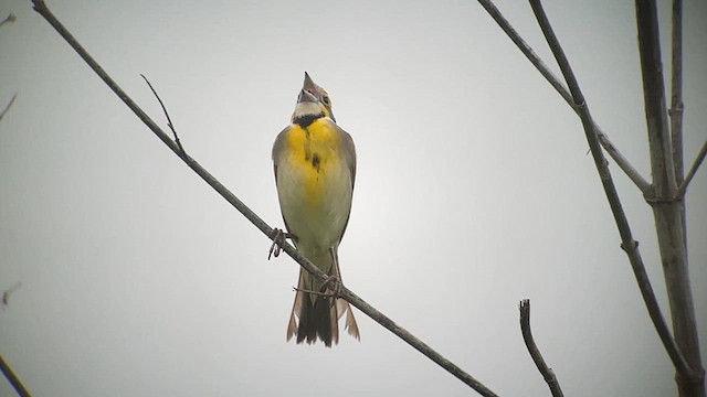 Dickcissel - ML635255006