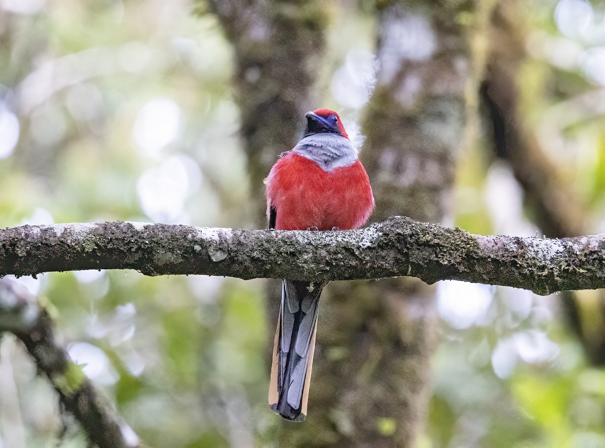 rødhettetrogon - ML635255009