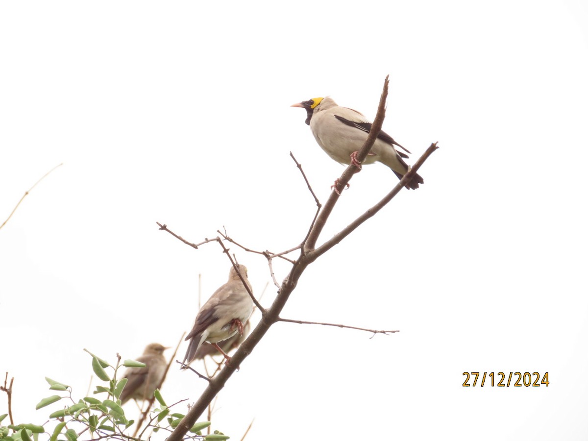 Wattled Starling - ML635255027