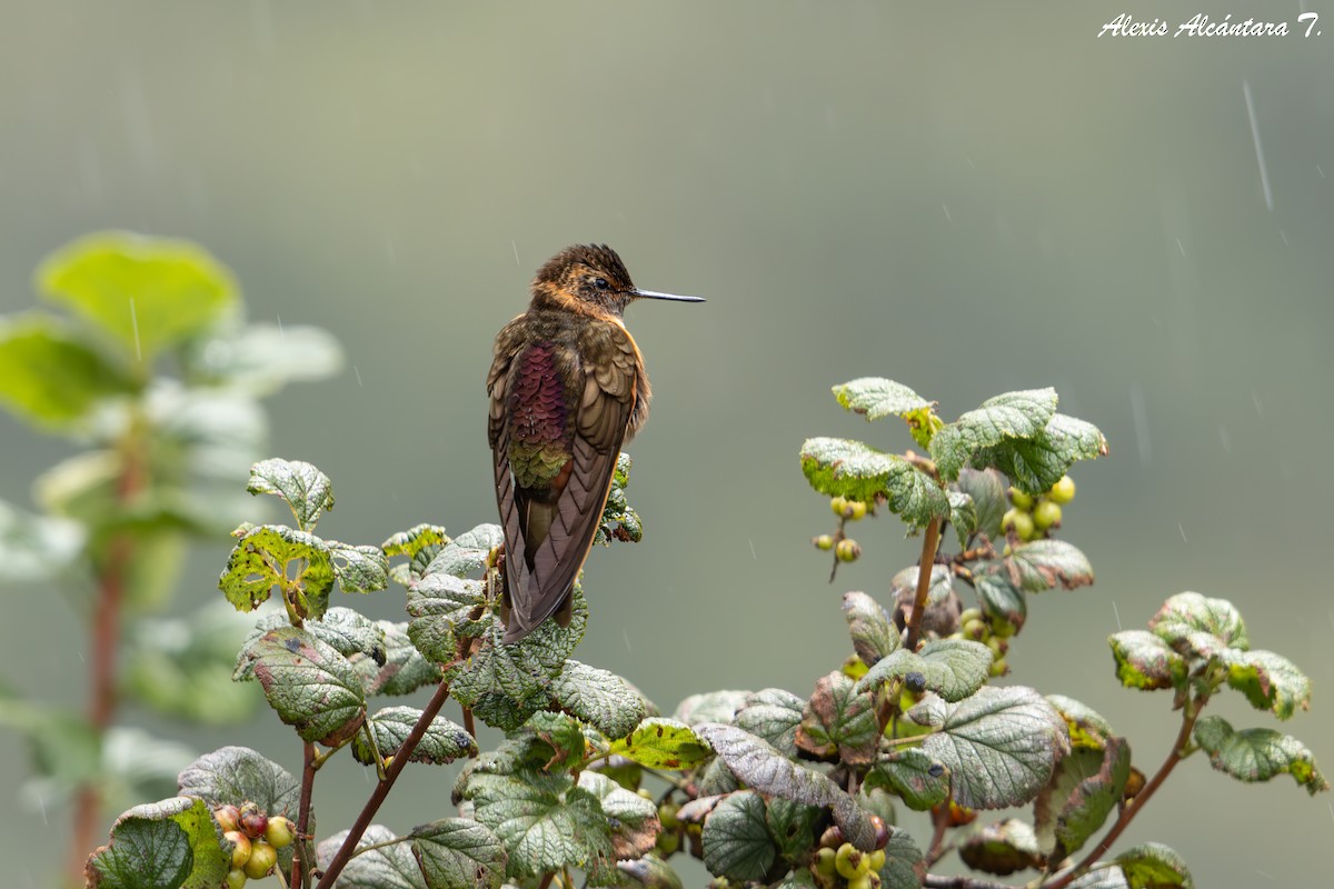 Shining Sunbeam - ML635255102