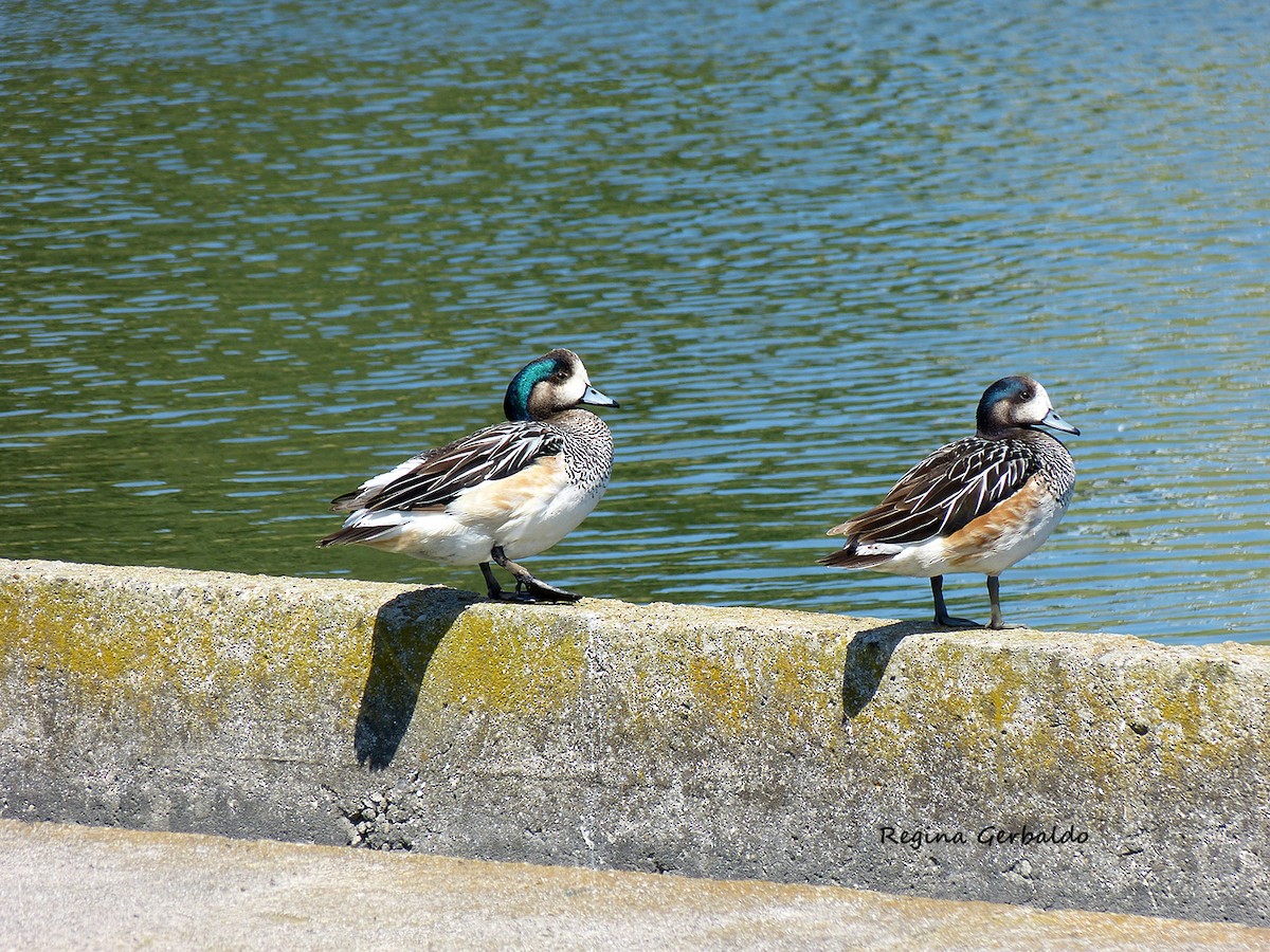 Chiloe Wigeon - ML635255122