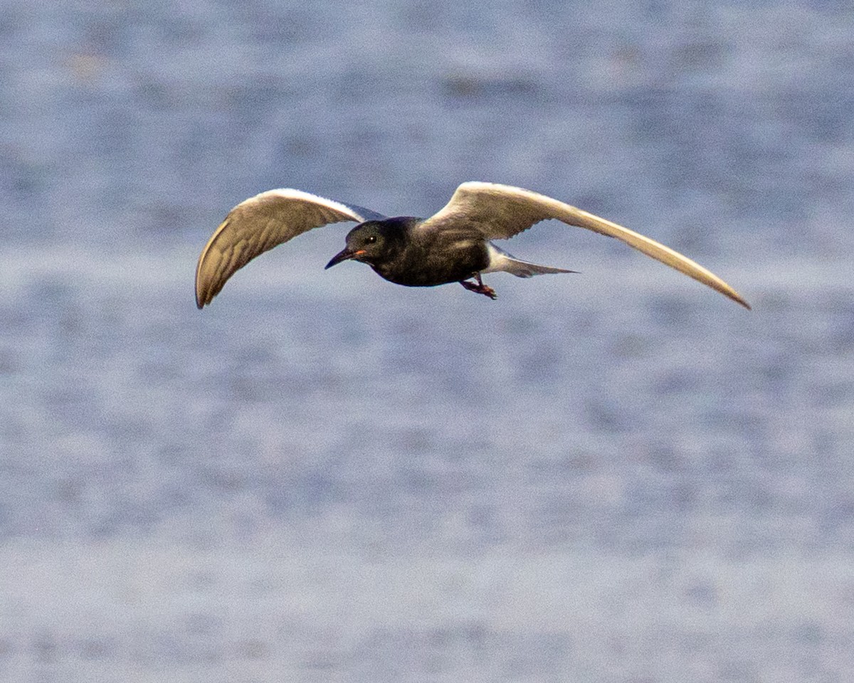 rybák černý - ML635255209