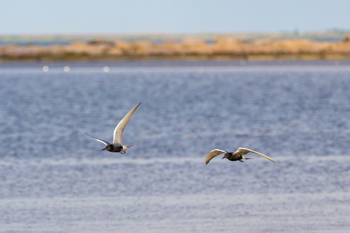 rybák černý - ML635255210