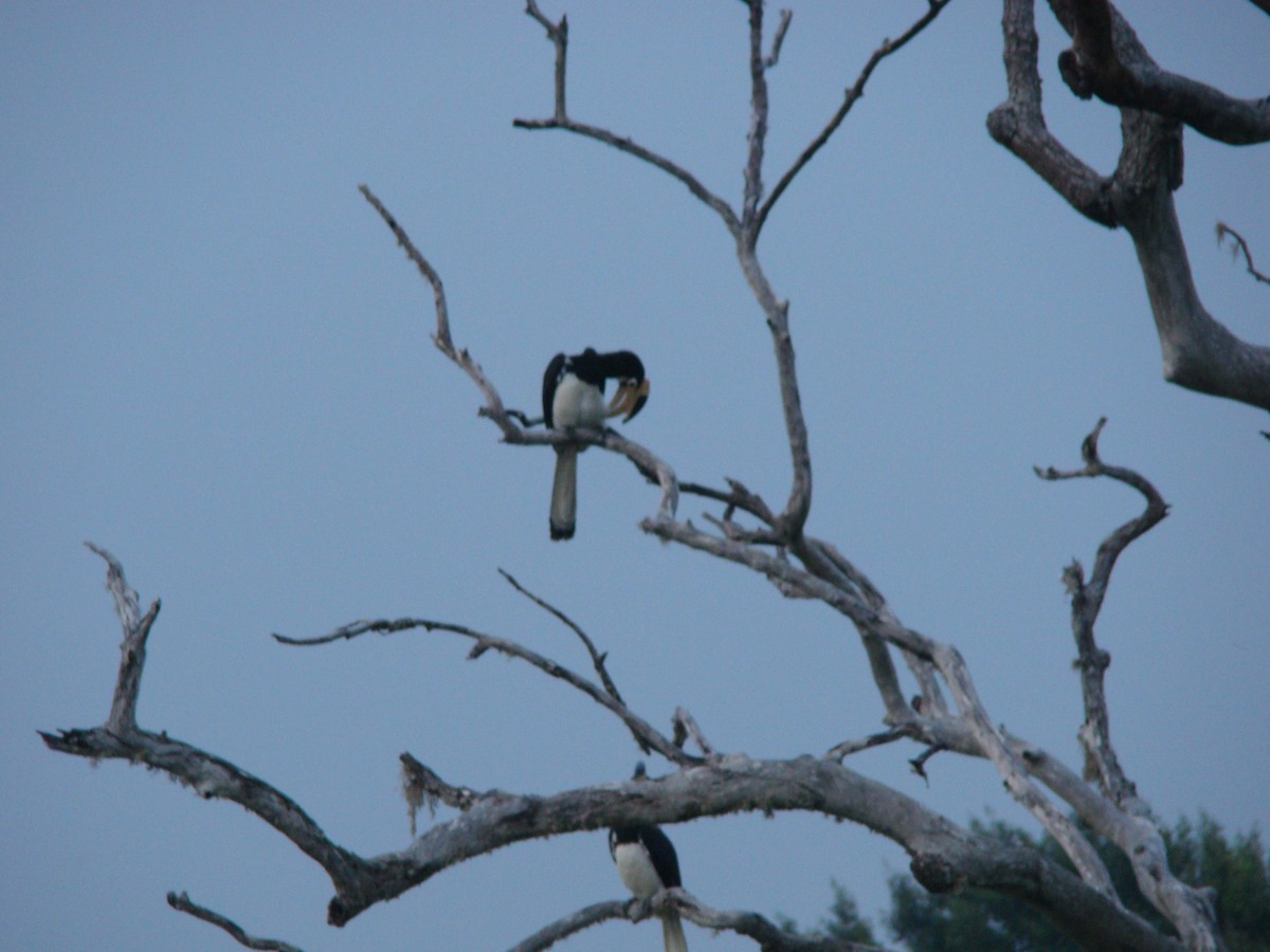 Malabar Pied-Hornbill - ML635255262