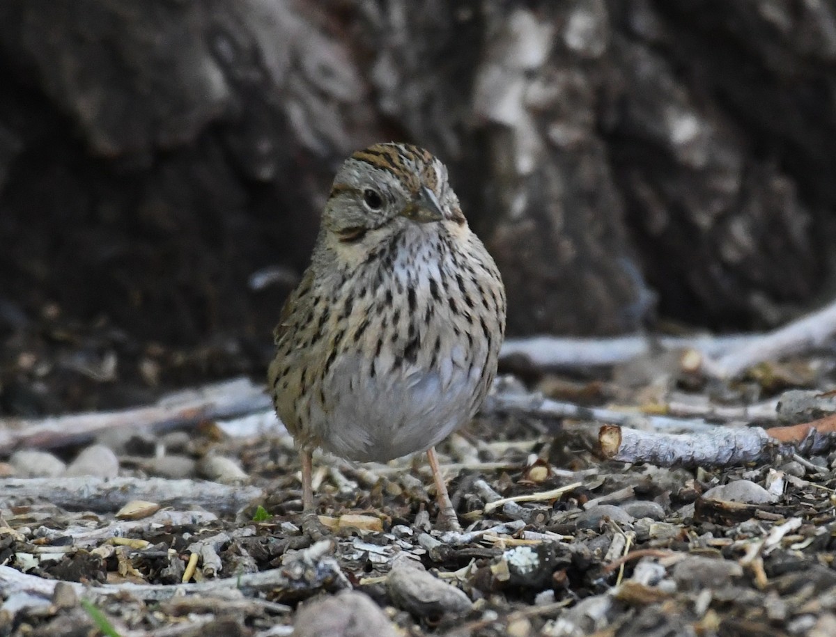 Lincoln's Sparrow - ML635255289