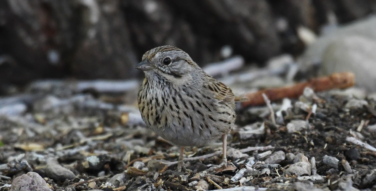 Lincoln's Sparrow - ML635255377